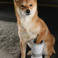 Electric foot washing cups for pets